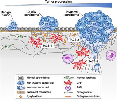 Reciprocal Interplay Between Fibrillar Collagens and Collagen-Binding Integrins: Implications in Cancer Progression and Metastasis